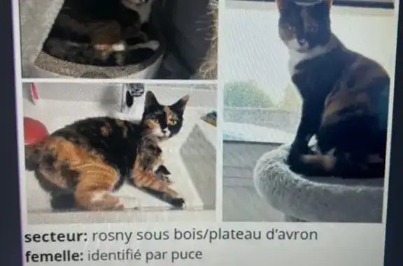 Chat perdu, Rue Jules Guesde, Rosny-sous-Bois - femelle écaille de tortue - photo