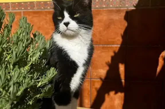 Gato blanco y negro con la nariz negra , es muy tranquilo y se deja coger. Desapareció ayer, 27 de marzo , por la zona de las lomas.