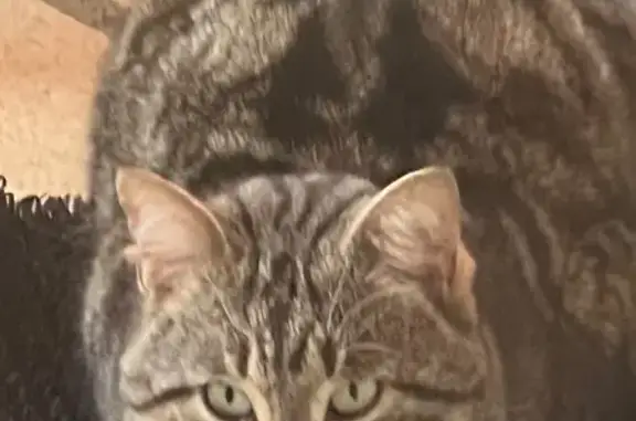 Animaux trouvés Labastidette, photo: Trouvé chat mâle, Route de l'Aussau, Lamasquère - miaule très fort