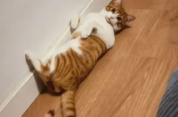 Perdido gato masculino, Avenida de Madrid, 58, Jaén - photo