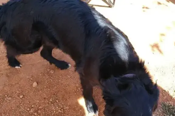 Encontrado perro, Carretera de...