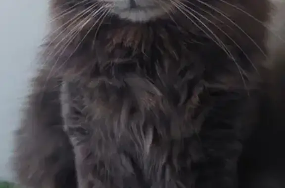 Animaux perdus Brest, photo: Perdu chat homme, Allée des Asturies, Rennes - poils longs et yeux verts