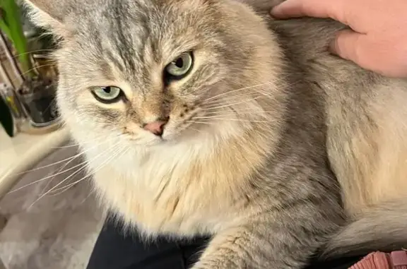 Animaux perdus Saint-Hilaire-du-Rosier, photo: Perdu Chat homme, Le Village, 78, Saint-Hilaire-du-Rosier - craintif