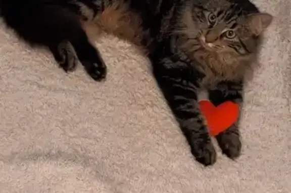 Chat perdu, Frouzins, photo: Perdu chat mâle, Chemin de la Cendere, Frouzins