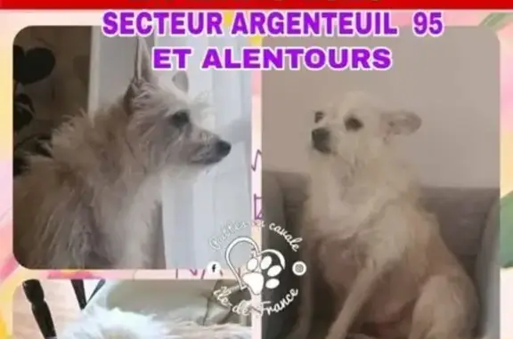 Chien perdu, Boulevard Gallieni, Argenteuil - femelle craintive adoptée de Roumanie - photo