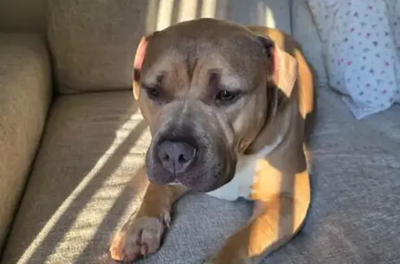Lost and found pets Madison Heights, photo: Found female dog, Bootsie Boulevard, Madison Heights - sweet and friendly bully