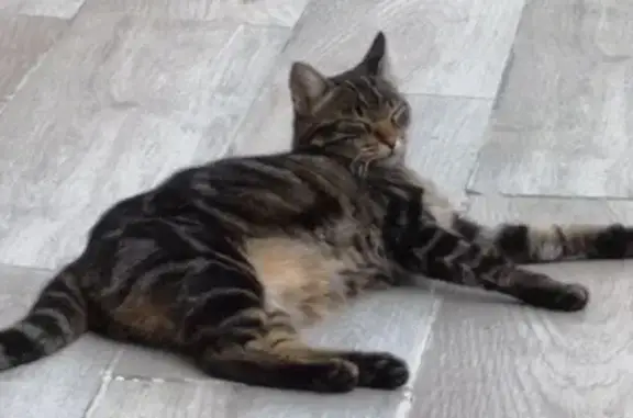 Chat perdu, Saint-Laurent-du-Var, photo: Perdu chat femelle, Chemin du Val Fleuri, Cagnes-sur-Mer - petit gabarit