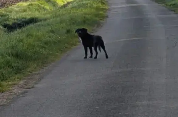 Animaux trouvés Amboise, photo: Trouvé chien mâle, Amboise - taille moyenne avec tache blanche sur le poitrail
