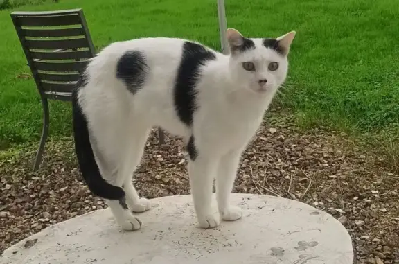 Animaux perdus Châtenois, photo: Perdu chat homme, Rue de la Chapelle, Paris - très câlin