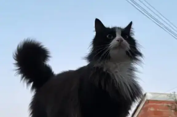 Perdu Chat Femme, Rue François Douaud, Bègles - enceinte et très douce - photo
