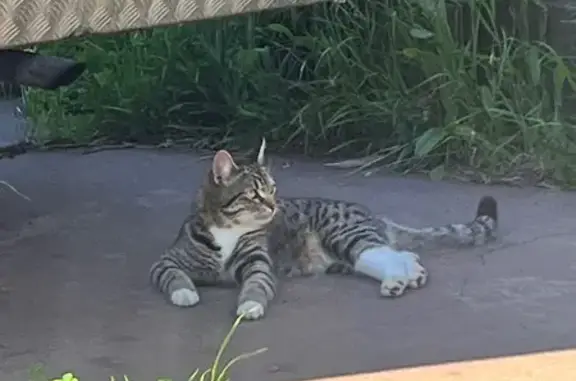 Lost male cat, Quickly Crescent, Cockburn - grey tigre tabby - photo