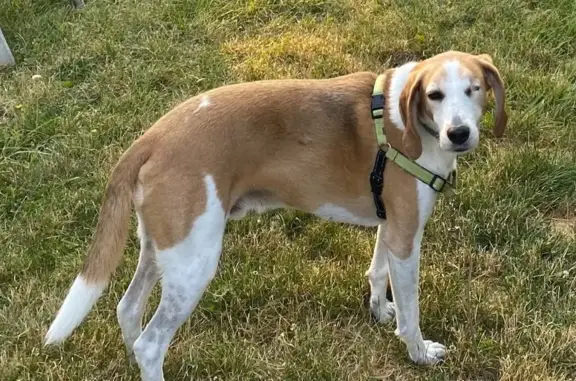 Lost Male Dog, Stockton Drive, Raleigh - One-eyed Foxhound-ish - photo