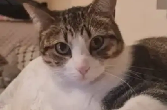 Perdido gato masculino, Calle Algorin, 52, Arona - photo