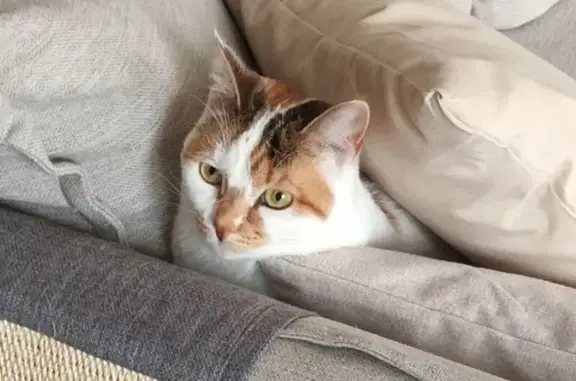 Chat perdu, Rue du Vernet, 19, Lavault-Sainte-Anne - blanche tête rousse - photo