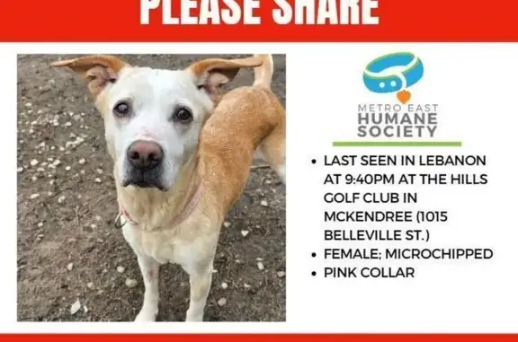 Lost female dog, Belleville Street, Lebanon - fawn colored lab mix - photo