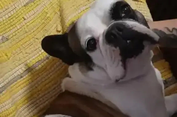 Зник собака, жіночий, Гореничі, Київська область - шрам вздовж живота - photo