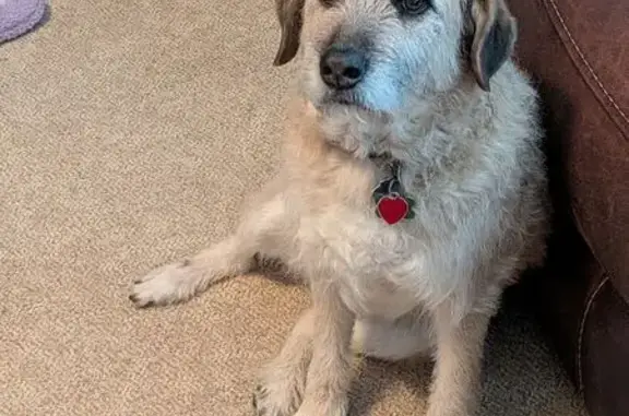 Lost male dog, Beechview Drive, Vermilion - tan & white, scruffy looking - photo