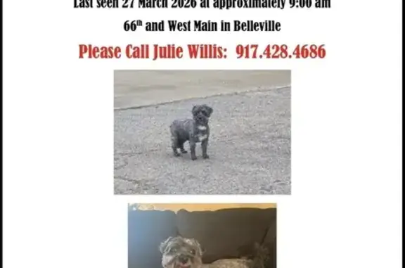 Lost female dog, West Main Street, Belleville - gray with white spot - photo