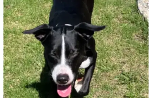 Found dog Indianapolis, photo: Found male dog, East Troy Avenue, Indianapolis - black with white chest