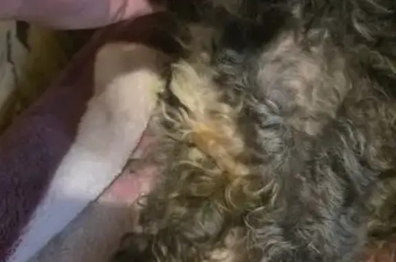 Lost female dog, 25th Street, 2125, Detroit - gray schnauzer with cloudy eyes - photo