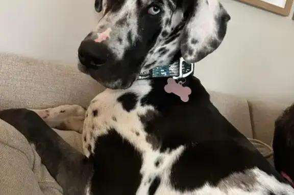 Lost female dog, Spring Arbor Drive, Mason - one blue eye, one brown eye - photo