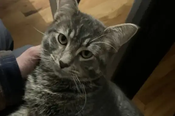 Missing cat Chicago, photo: Lost male cat, West Nelson Street, Chicago - very sweet and friendly