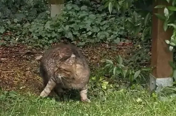 Chat trouvé Le Mans, photo: Trouvé Chat, Rue François Rabelais, 33, Le Mans - écaille gris marron roux