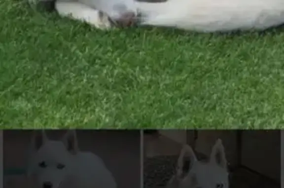 Lost male dog, Cartier Street, Flint - all white with green collar - photo