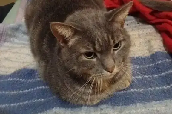 Chat perdu, Rue Pierre Lugat, 12, Saint-Étienne-du-Rouvray - grand mâle aux yeux verts - photo