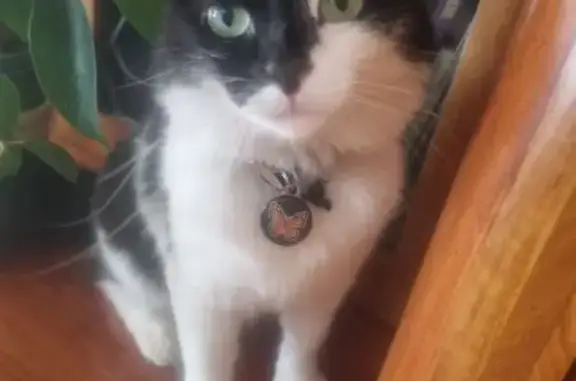 Lost cat, Langverwacht Road, Cape Town - black and white with a fluffy tail - photo