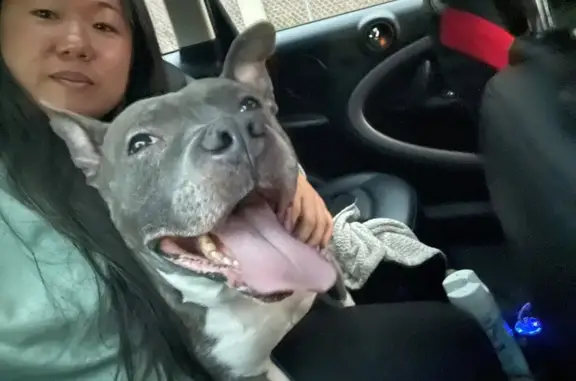 Found dog Brooklyn, photo: Found male dog, Shore Parkway, Brooklyn - taupe fur, white belly