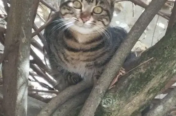 Animaux perdus Montségur-sur-Lauzon, photo: Perdu chat homme, Richerenches, Montségur-sur-Lauzon - mâle tigré