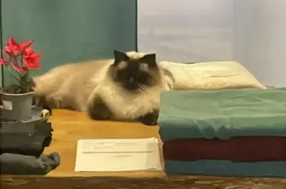Perdu chat mâle, Rue André Theuriet, Aulnay-sous-Bois - Ragdoll beige et marron - photo
