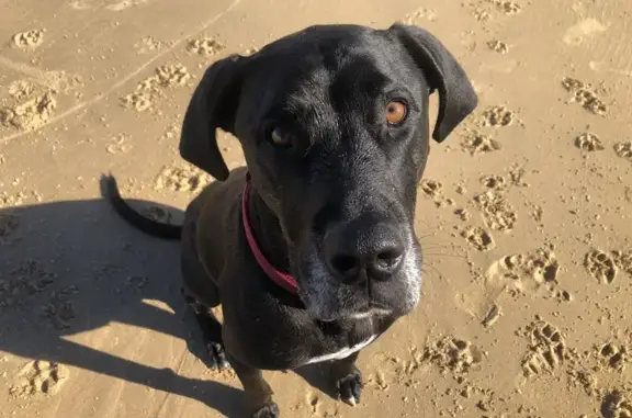 Lost male dog, Coombs, Yarralumla - black with white chest marking - photo