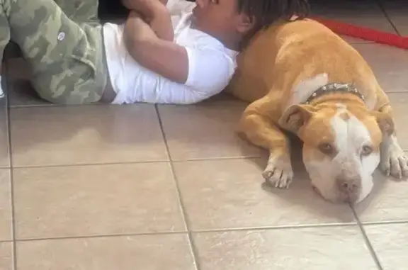 Missing dog Las Vegas, photo: Lost male dog, Washington Oaks Street, Las Vegas - brown and white pit bull