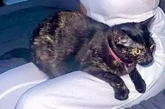 Lost female cat, 44th Street, Queens - black with yellow spots - photo