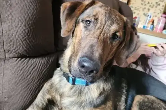 Lost Male Dog, West Elms Court Lane, Crete - Dark Blue Collar - photo