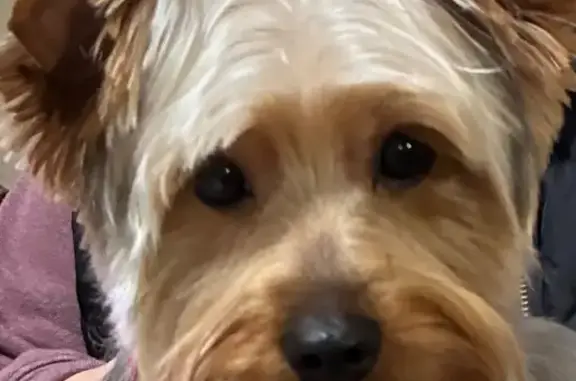 Lost male dog, 18th Street, Rio Linda - Yorkshire Terrier - photo