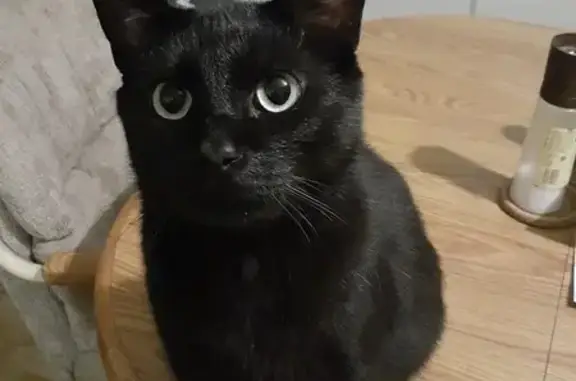 Lost male cat, Florissant, St. Louis - black with green eyes - photo