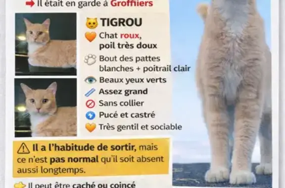 Perdu Chat mâle, Chemin des Platins, Groffliers, Berck - pucé et castré - photo