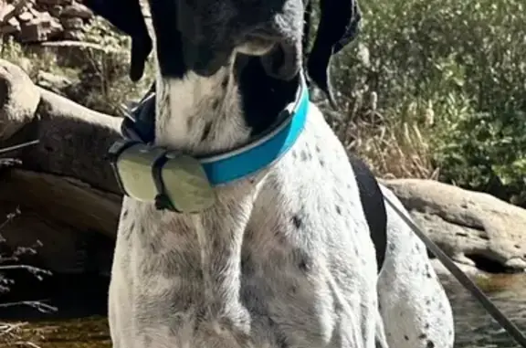 Perdido perro macho, Carretera Torrent a Montserrat, Torrent - pointer miedoso - photo
