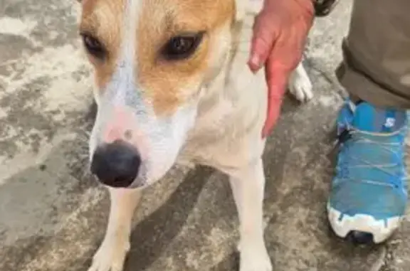Animaux trouvés Azé, photo: Trouvé Chien Homme, Château-Gontier-sur-Mayenne, Azé - très sociable