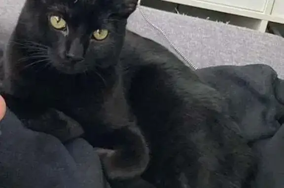 Animaux perdus Paris, photo: Perdu Chat homme, Rue Voltaire, Tarbes - cicatrice sur l'oreille