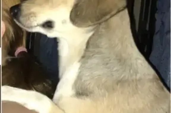 Світлий окрас, хвіст купіруваний, гладкошерстна. Втікала з подвірʼя після атаки дронів.