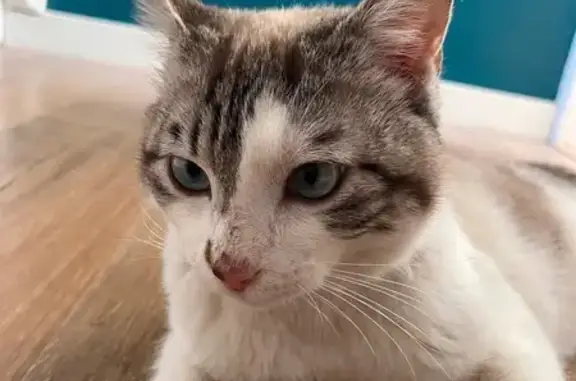 Animaux perdus Sète, photo: Perdu chat homme, Rue de Centrayrargues, 316, Montpellier - blanc et tacheté