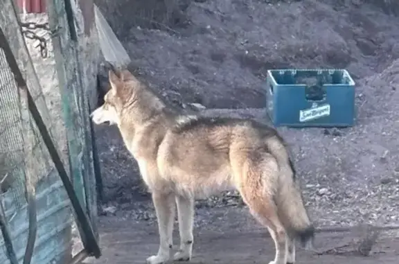 Perdido perro masculino, La Mojonera, Roquetas de Mar - pelo blanco y marrón - photo