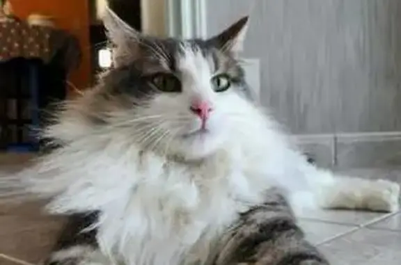 Perdu Chat homme, Le Grand Chemin, La Milesse - gris et blanc - photo