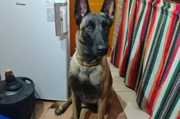 Perdido perro hembra, Calle Real de Málaga, 47B, Las Gabias, Granada - photo