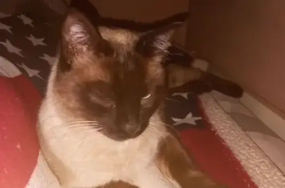 Encontrado gato hembra, Carrer...