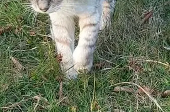 Chat trouvé Besançon, photo: Chat trouvé, Les Auxons, Besançon - sociable et maigre